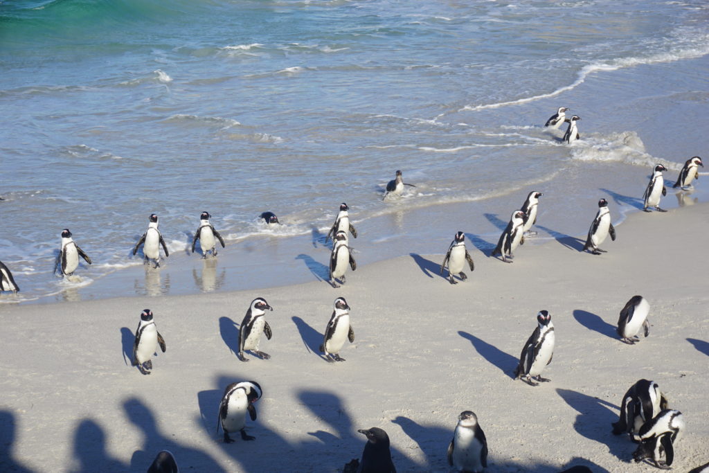 Penguins