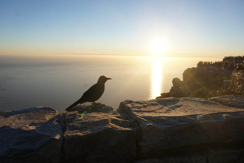 Sunset over lions head