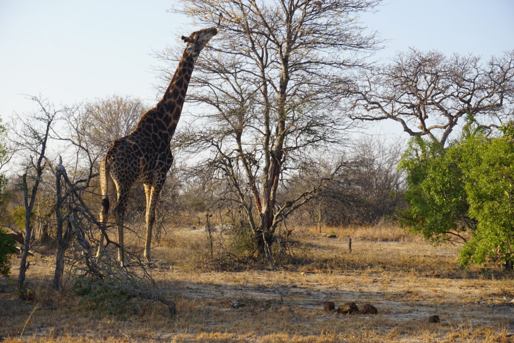 Giraffe in South Africa