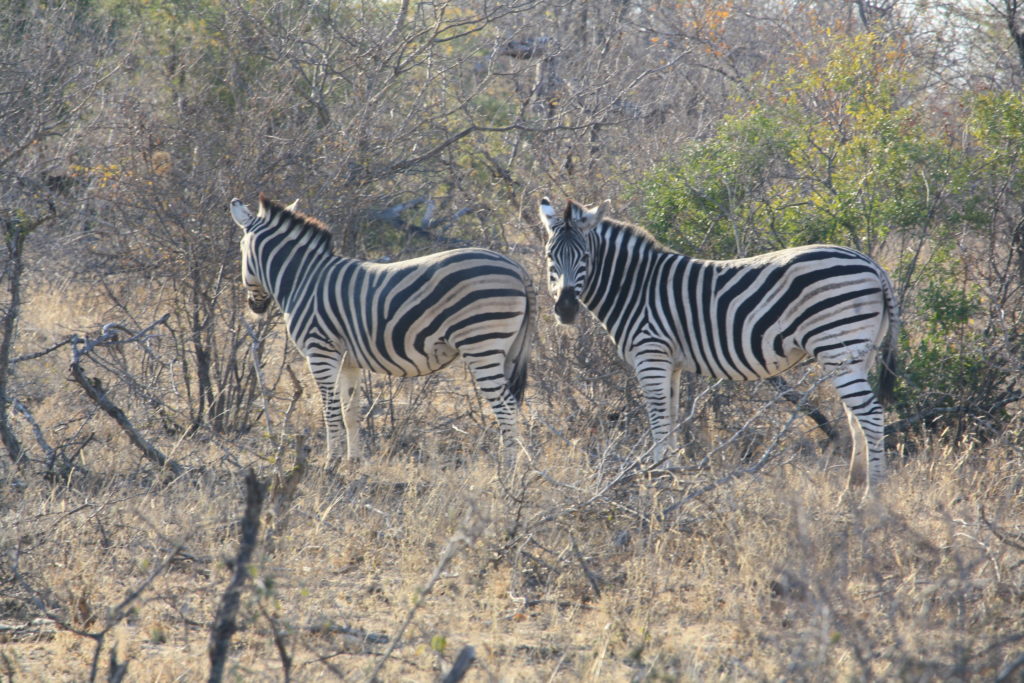 Zebras in South Africa