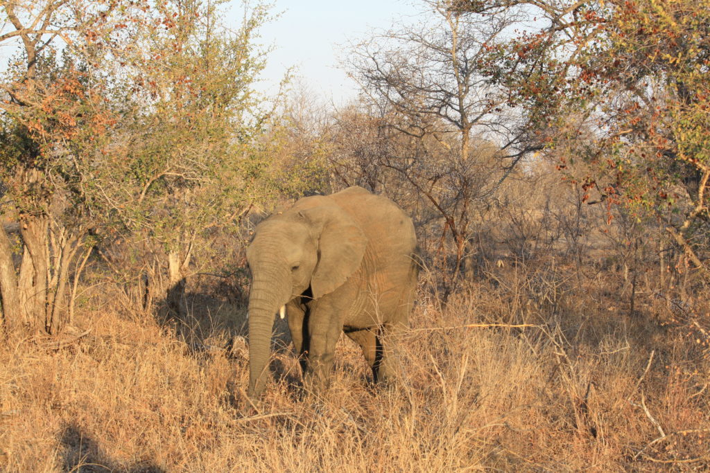 Baby Elephant