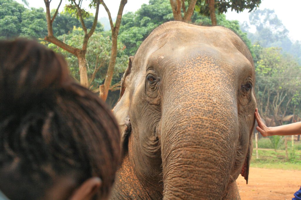 Elephant Sanctuary Chiang Mai