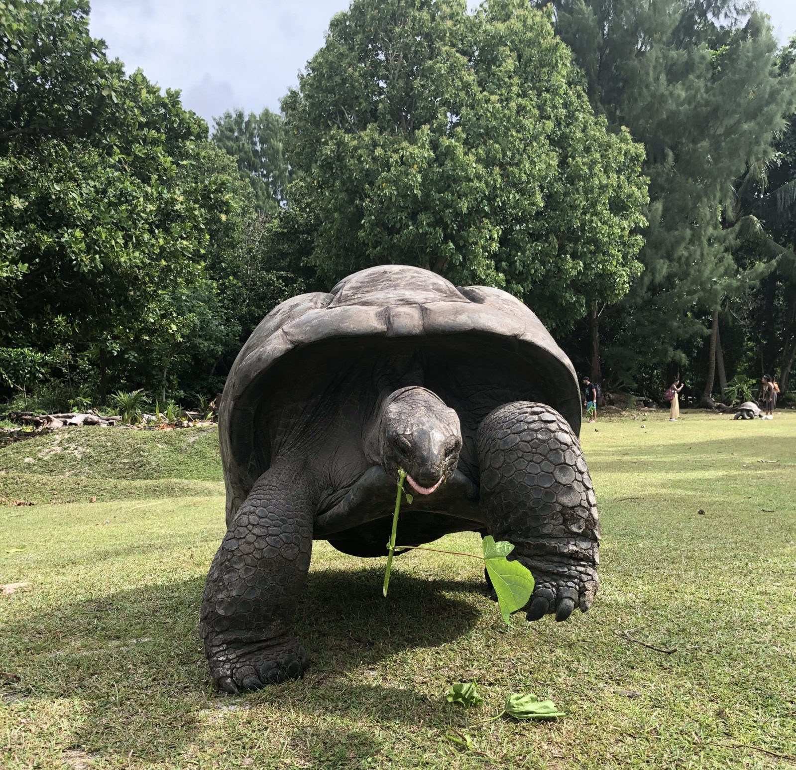 Aldabara Tortoise on Curieuse Island