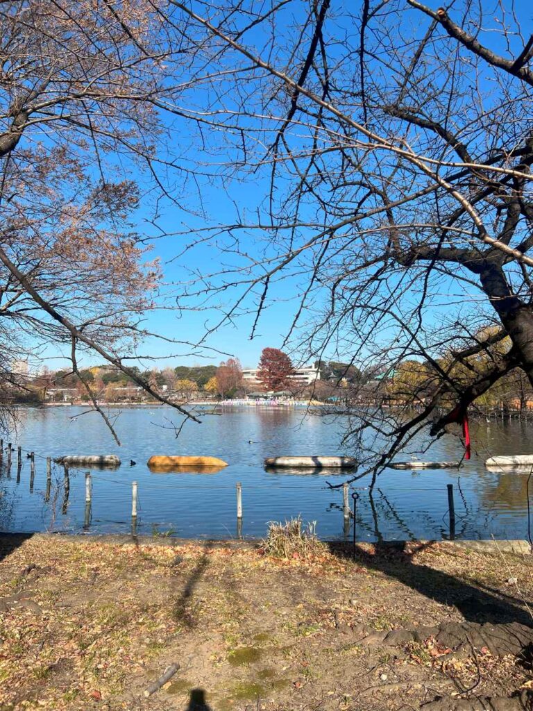 Ueno Park is a popular tourist spot in Japan to visit for sighting cherry blossom.