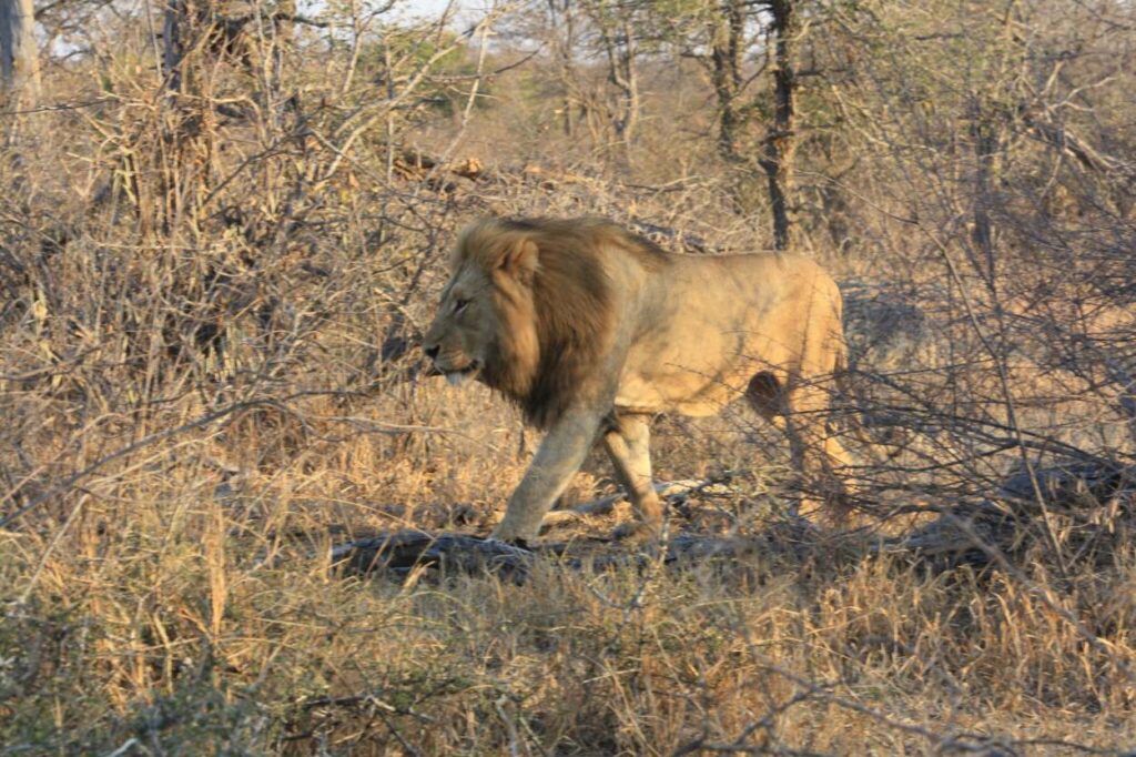 A lion is one of the big 5 you can spot in Kruger National Park on an African safari