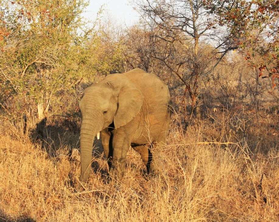 The Sheldrick Wildlife Trust Nursery is a great addition to a one day trip to Nairobi for elephant interaction