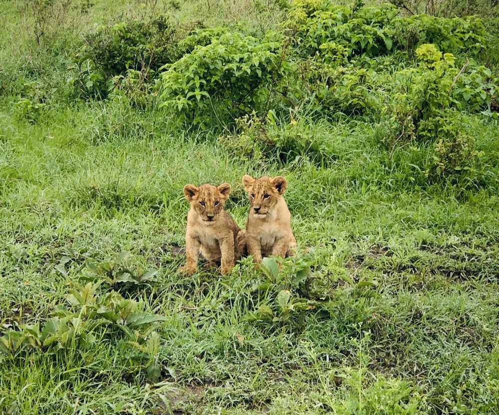 Nairobi National Park is a must visit attraction in Kenya where you can spot the wild in natural habitat, even lion cubs. 