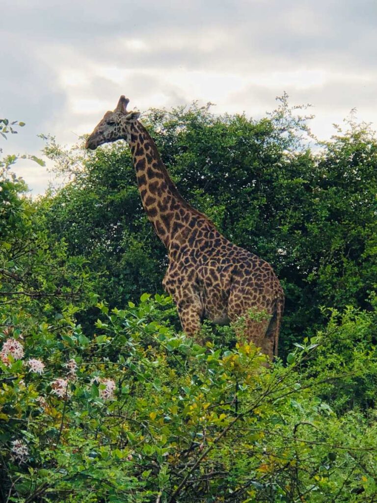 Spotting giraffes is a common site while taking a safari in Nairobi National Park.