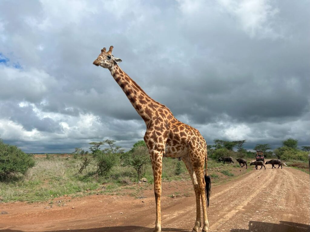 If you have one day in Nairobi, a jeep safari to spot the wild is a must on your itinerary