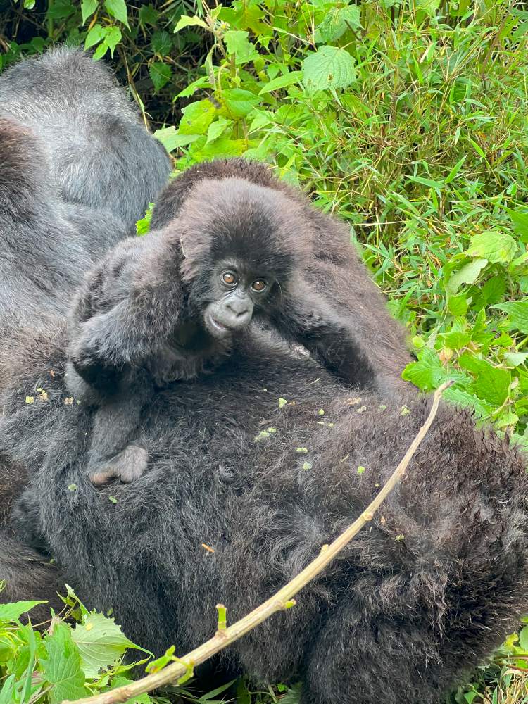 A baby gorilla belonging to the Sabyingo gorilla family in Volcanoes National Park Rwanda