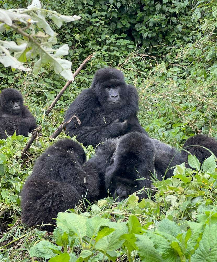 Spotting a gorilla family on a trek at Volcanoes National Park Rwanda