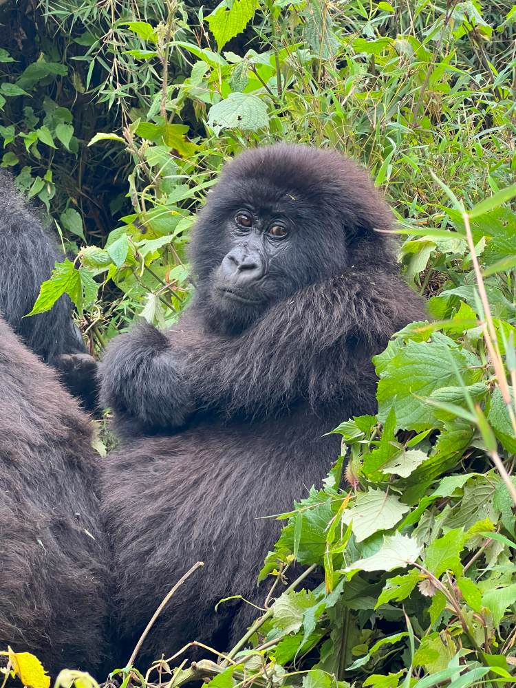 spotting a baby gorilla of the Sabyingo gorilla family in Rwanda