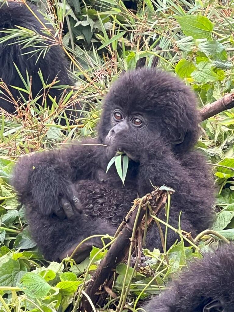 Spotting a gorilla in Volcanoes National Park, Rwanda on a one day trek