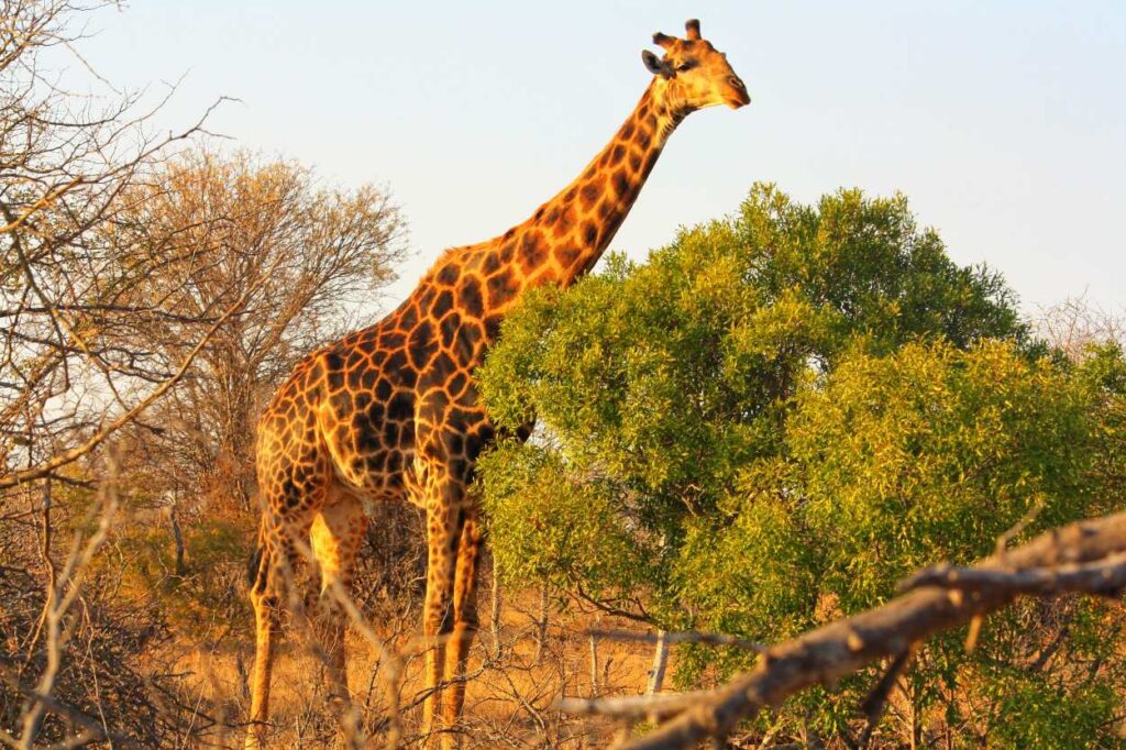 Giraffe spotted in the wild on safari, representing unforgettable 40th birthday trip in Africa