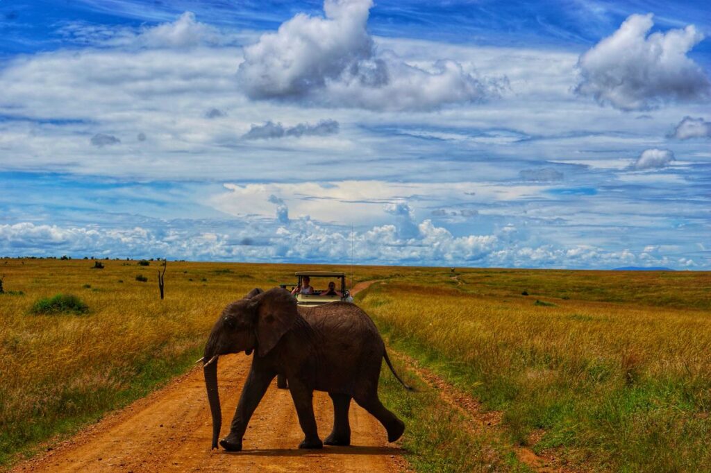 Elephant roaming freely on safari, symbolizing once-in-a-lifetime 40th birthday travel