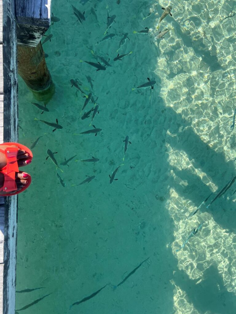 Crystal clear waters in Fiji beach showing underwater sea creatures captured on a 1 week Fiji trip.